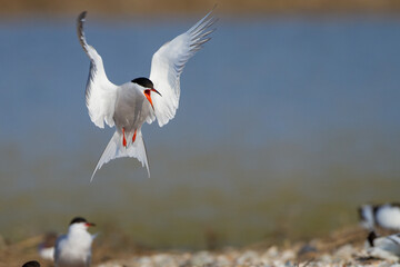 Flußseeschwalbe (Sterna hirundo)