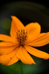 Close-up of Cosmos sulphureus flower in the garden. Orange cosmos flower.
