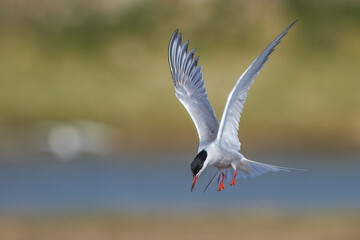 Flußseeschwalbe (Sterna hirundo)