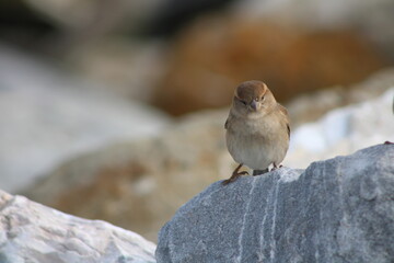 Spatz