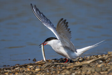 Flußseeschwalbe (Sterna hirundo) mit Sandaal