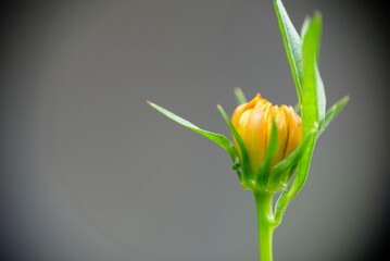 Close-up of Cosmos sulphureus flower in the garden. Orange cosmos flower.