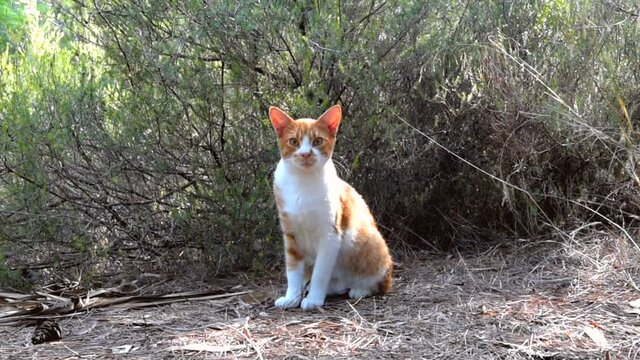 Red cat sitting among the bushes in the foreground in the park. Looks around