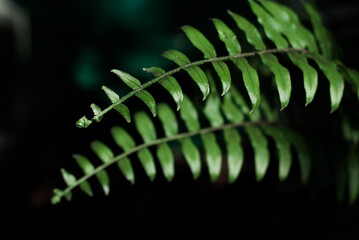 fern leaf on black background