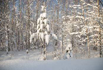 Christmas trees of different heights in the snow surrounded by a winter forest. Winter...
