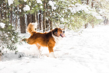 dog plays with snow in the forest