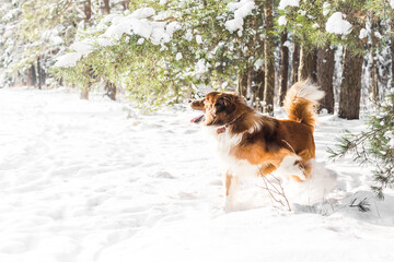 Naklejka premium dog plays with snow in the forest