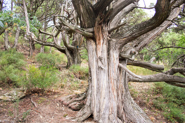 aromatic juniper