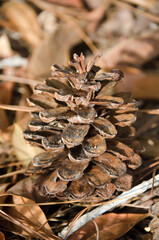 Pine cones fallen on the ground in the forest.