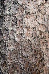 Bark of Pine Tree  in Nature.