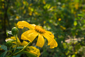 Photo of a beautiful yellow wild flower