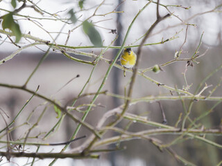 Serin en Hiver