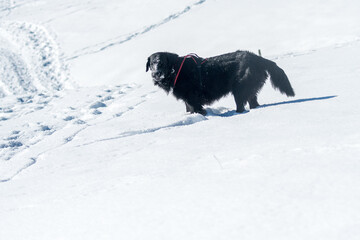 beautiful black flatcoated retriever in snow