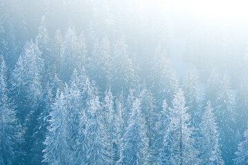 Fototapeta na wymiar wonderful snow covered winter forest in the Bernese alps