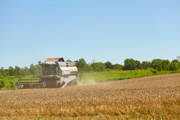 Combine harvester in action on wheat field. Process of gathering a ripe crop.