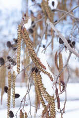 inflorescences like earrings