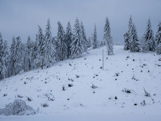 winterlicher Wald mit Lichtung im Vogtland