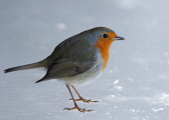 European robin