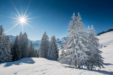wonderful white, snow covered fir tree in winter in the Bernese alps with sun star