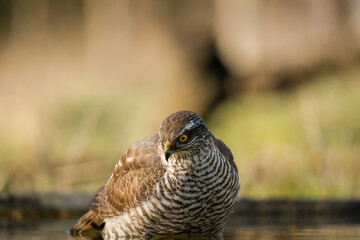 Sparrowhawk watching the ground