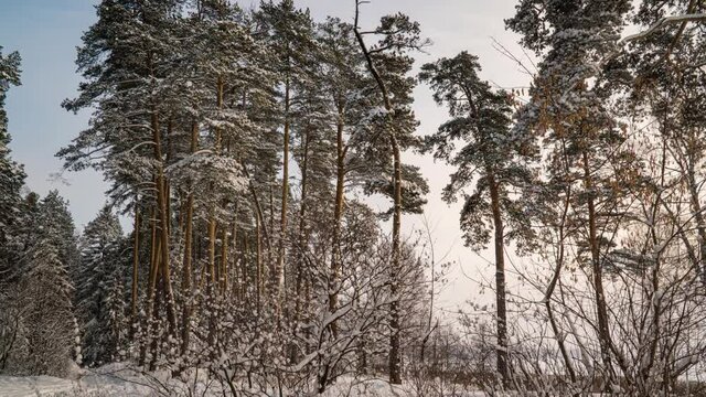 Hyperlapse in winter snowy forest during snowfall, beautiful winter landscape and snowfall