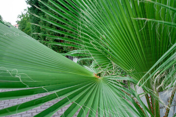 Green leaf of a palm tree with narrow stripes on resort street.