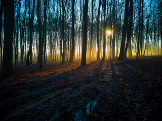 Golden hour sunset in the forest with fog in the Czech, Radikov, svatky kopecek.