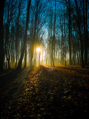 Obraz premium Golden hour sunset in the forest with fog in the Czech, Radikov, svatky kopecek.