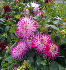 Bushes of pink dahlia against the backdrop of green foliage.	