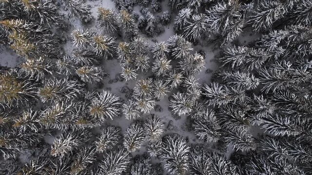 Aerial bird's eye view above a frozen pine tree forest in winter with snow on top