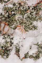 snow on grass and leaves