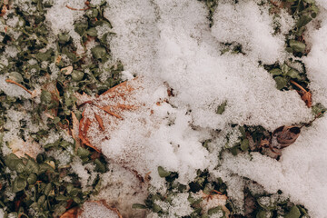 snow on grass and leaves
