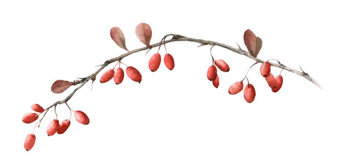 Barberry branch with red berries hand drawn in watercolor isolated on a white background. Watercolor botanical illustration