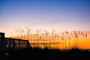 Sea oats silhouetted against sunrise sky Garden City Beach, South Carolina, coast