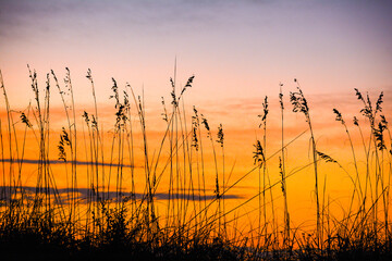 Sea oats silhouetted against sunrise sky Garden City Beach, South Carolina, coast