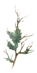 Fototapeta premium Mossy dry branch hand drawn in watercolor isolated on a white background. Watercolor illustration. Floral element. Moss-covered branch.