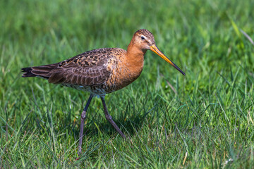 Uferschnepfe (Limosa limosa)