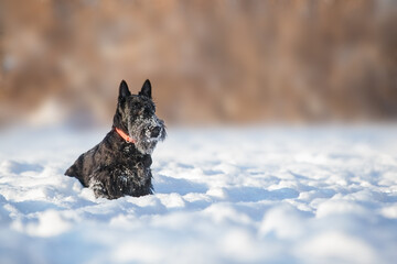 Scotch Terrier puppy for a walk on a sunny winter day