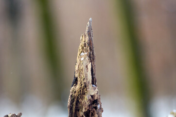 Fragment of oak root in winter forest