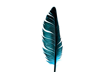 Blue feather on white background