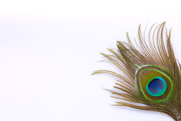 Peacock feather in royal style on white background. Tropical abstract background. Exotic bird.