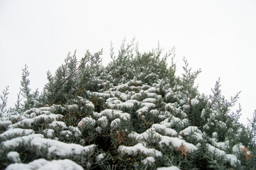 green pine tree leaf with snow on it