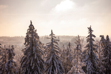 Zima śnieg zachód słońca las drzewa kaszuby wieżyca