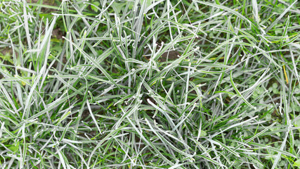 Frozen grass in autumn. Frosty winter garden. Cold weather background concept. Horizontal orientation.