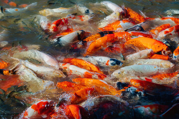 Obraz na płótnie Canvas Group of Koi fishs in pond. 