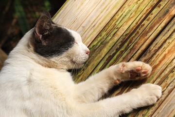 Cat sleeping on the bamboo litter.