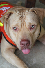 A pitbull terrier wearing an orange coat lying on concrete floor.