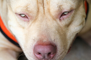 A pitbull terrier wearing an orange coat lying on concrete floor.