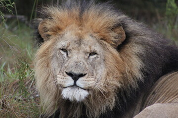 Obraz na płótnie Canvas Lion resting after a kill 