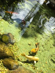 waterfall in the park
